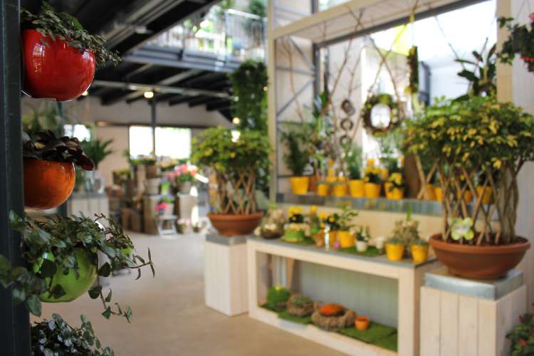 Gartencenter Pluta Gartencenter BerlinDahlem